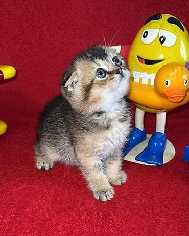 çöl pişiyi: Britan — 10