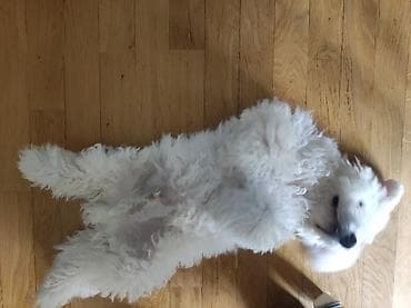 Digər heyvanlar: Bişon Frize, 5 ay, Erkek, Peyvəndli, Ünvandan götürmə — 4