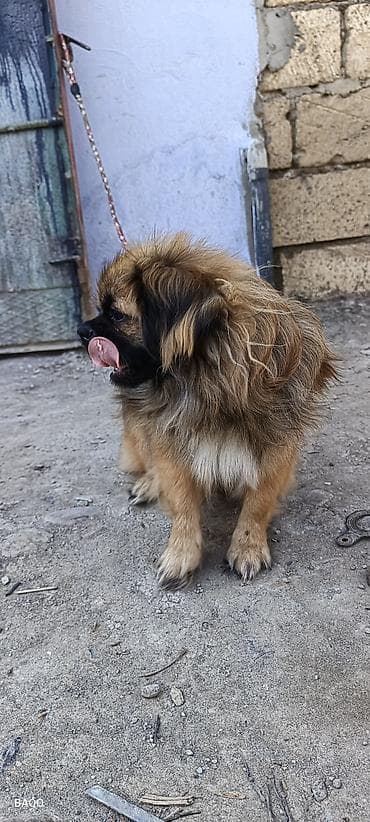 Quşlar: Pekines — 6