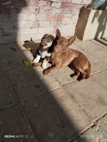 itlərin cütləşmə vaxtı: 2 ay, Dişi, Peyvəndli, Ünvandan götürmə — 3