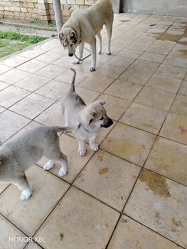 golden iti: İt balaları – iri cins, həyətyanı sahə üçün • Cins/type: Böyük — 5