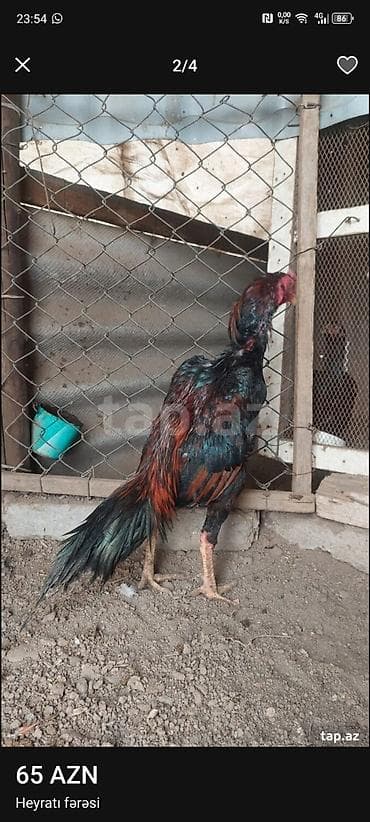 pisik ucuz: Xoruz, Heyratı, il: 1 — 2