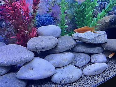 akvarium baliqlari: Akvaryum üçün dekorativ çay daşları dəsti texmini el içi boyda — 1