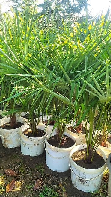 dibcek qablarin satisi: Palma agaclari sifariş üçün əlaqə saxlaya bilərsiz whatsapp aktivdir — 1