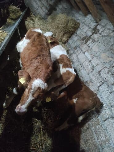 hələb keçisi satılır: 3 süt emeli dana satlır 1 erkeki 2 dişi temiz,senetaldı — 4