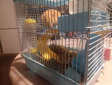 heyvanlar ucun mallar: Xamster üçün tam dəst qəfəs - Kompakt ölçülü, ikimərtəbəli — 2