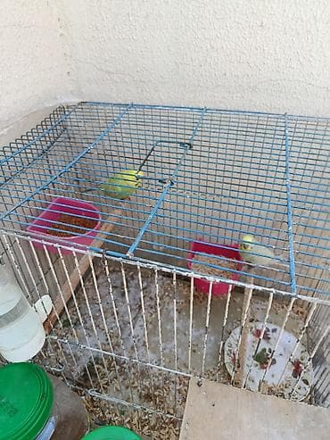 berde mal bazari 2019: Salam rainbow tutuqusular satilir qefesle birlikde 40 azn — 4