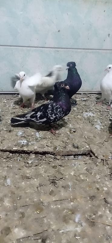 Tutuquşları: Qara əbrəş Erkey tam sağlam heyvandı real alıcı narahat etsin — 1