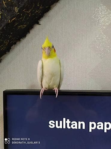 bülbül quşu: Salam. TAM SAĞLAM VİTAMİNLƏR PROFESSİONAL BİT DƏRMANİ VURULUB VƏ — 1