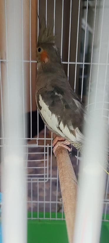 ev quşu: Corrella 8 aylıqdi dişidir yuva qarışıq satılır təcili satılır — 2