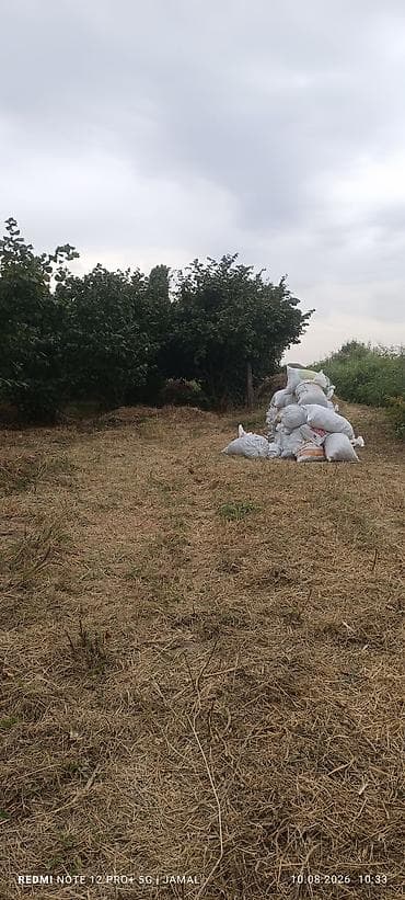 qələmə ağacı: Xaçmaz rayonu, Hacıəhmədoba kəndində fındıq bağı satılır! 🌳 1500-2000 — 2