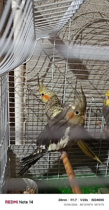 cənnət quşu: Salam korella balalari satilir oz qusumun balasidi yeme dusubler 2 — 4