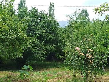 12 sot, Tikinti, Mülkiyyətçi, Kupça (Çıxarış) — 3