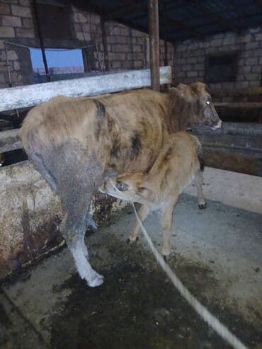 cins ineklerin satisi 2018: Самка, лет: 2, Для разведения, Самовывоз — 2