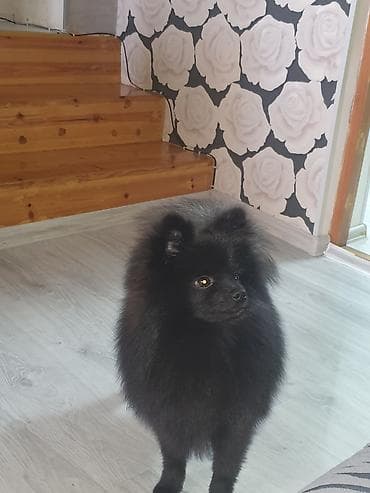 pomeranian qiyməti: Şpitz, 7 ay, Erkek, Peyvəndli, Ünvandan götürmə — 3