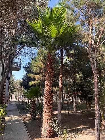 Tinglər: Bu palma ağacı müxtəlif ölçülərdə mövcuddur və bağçalar, parklar və — 2