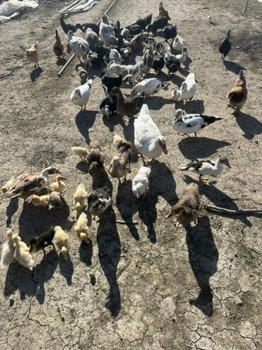 kuban ördek: Salam Aleykum Satılır Ördək Qaz Ördək Cücəsi Toyoq 36 Ədəd Lal Ördək — 2