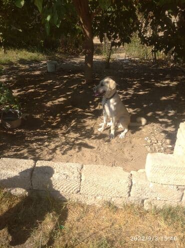 pulsuz itlerin verilmesi: İtlər — 2