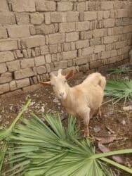 Коровы, быки: Самка, Alpine, Zanen, лет: 2, Для разведения, Для молока, Самовывоз — 4