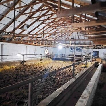 vasitəcisiz birbaşa sahibindən mənzil kirayələmək: Kənd təsərrüfatı, Mülkiyyətçi, Bələdiyyə, Kupça (Çıxarış) — 23