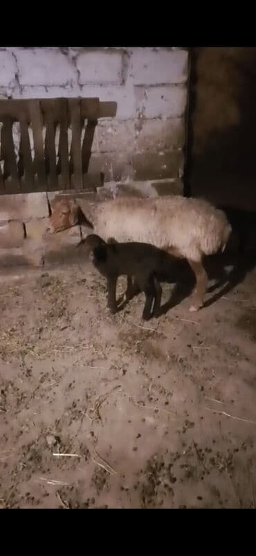 lavanda lal ordək: Qoyun və quzu satılır salam. ana bala. balasindisidie. ana orta — 4