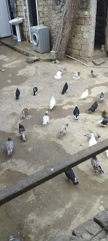 göyərçin üzükləri: Məhsul: Ev göyərçinləri (qarışıq rəng və cinslər) Təsvir: - — 10