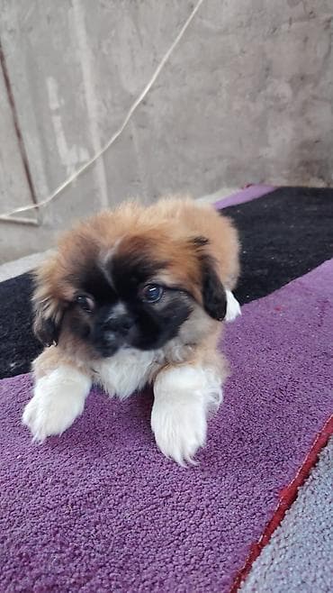 Pekines, 3 ay, Erkek