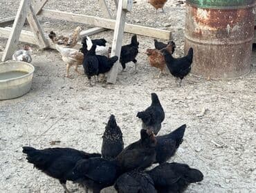 cücə və xoruz: Toyuq, Australorp, Brama, Damazlıq, Ünvandan götürmə — 43