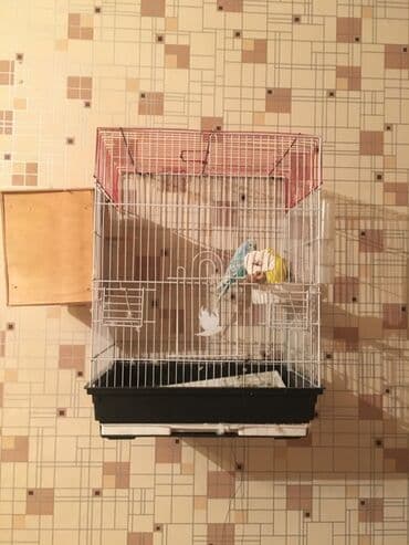 вольеры для маленьких собак: Qefes su qabi yem qabi — 2