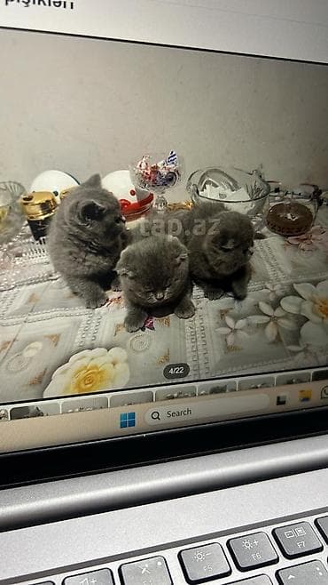 qus yuvasi satisi: Britan, Yaxşı əllərə, Pulsuz çatdırılma — 7