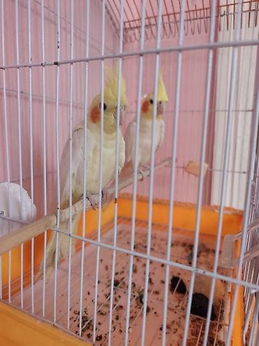 amadin gulda: Nymph paraketləri (Cockatiel) – 2 ədəd cüt Xüsusiyyətlər: - Rəng — 2