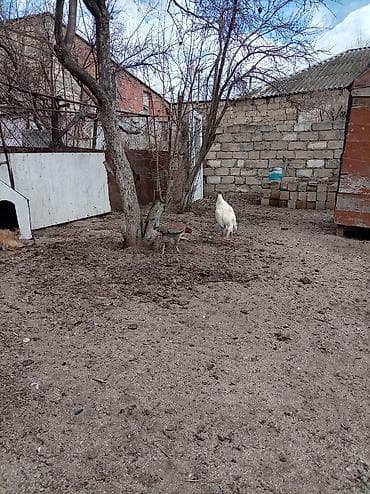 Гуси: Ağ rəngli xoruz – yerli həyətyanı təsərrüfatda yetişdirilib — 7