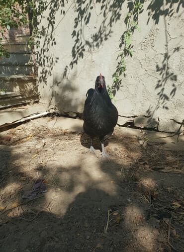 cuce toyuq: Toyuq, Australorp, Ətlik, Ünvandan götürmə — 1