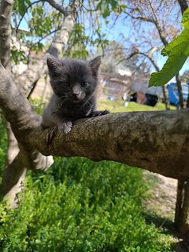 pisik sumqayit: Rus mavi, Dişi — 2