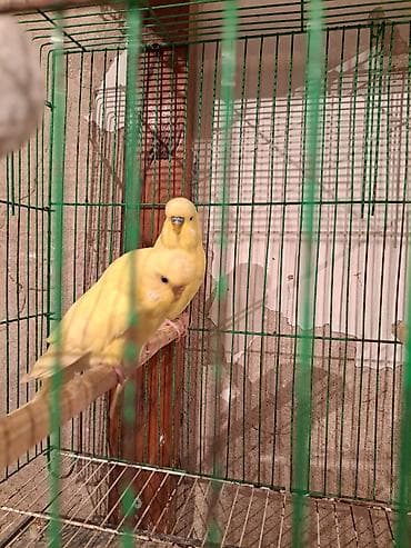 tutuqus: Hazir bala vermis çex cüt Cüt 80 m Ünvan : Köhnə Günəşli Əlaqə  — 1