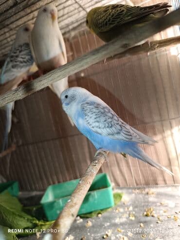 quş üçün qəfəs: Məhsul: Dalmatian/xallı və klassik rəng çeşidlərində nimfa deyil — 4