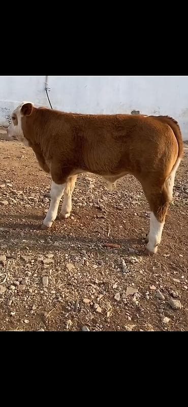 erkək inək: Məhsul: Qaramal – erkək dana - Cins tipajı: ətlik istiqamətli, iri — 6