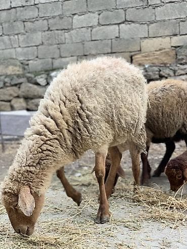 Pişiklər: Boğaz qoyun satılır yelin tərpədib — 1