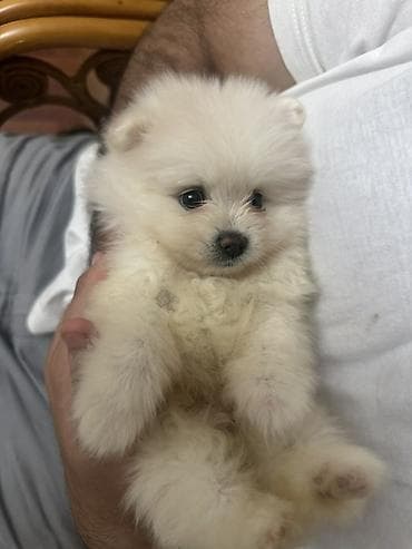 qusar heyvan satışı: Pomeranian Spitz bala – ağ krem rəngli, super yumuşaq və sıx ikiqat — 1