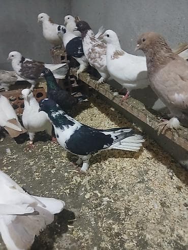 babil quşu: Temiz efqanka satılır — 3