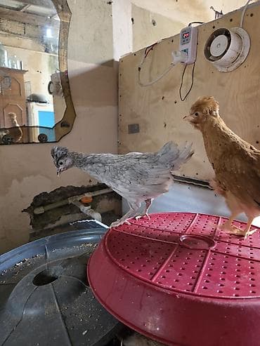 cücəsi: Toyuq cücələri, Damazlıq — 2