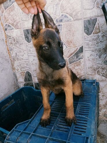 balaca itder: Belçika çoban iti, 2 ay, Erkek, Peyvəndli, Ünvandan götürmə — 2