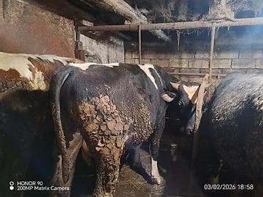 Erkək, Holsteyn, il: 1, 500 kq, Damazlıq, Ödənişli çatdırılma