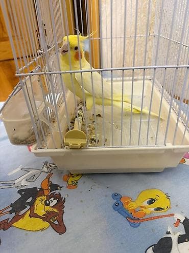 Nymph paraket (Cockatiel) – sarı/lutino rəngli, yanaqlarında narıncı