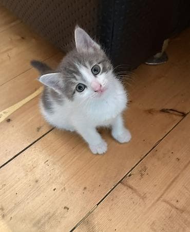 pişik yarım tip: Erkək, Dişi, Yaxşı əllərə — 1