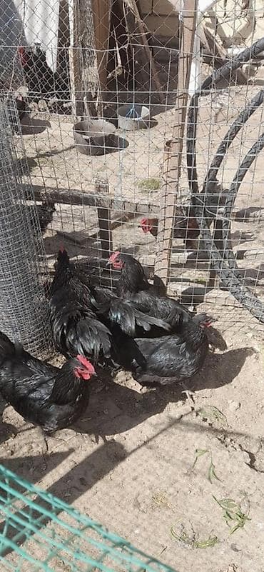 super alabay kl: Məhsul: Qara rəngli toyuq–xoruz dəsti Təsvir: - Tamamilə qara, parlaq — 4