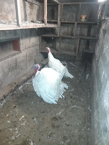 Ag kanada hindusqa cucelerinin sifarisi goturulur qiymet 10 azn 1