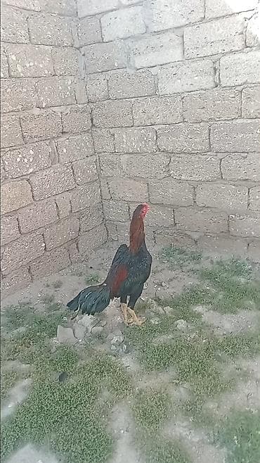 xoruz: Salam yas yarimliq heyvandi hazrda anbari vezyetde 2 deq atmisiq nece — 1