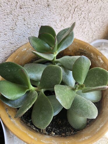 ağacların dərmanlanması: Pul ağacı — 1