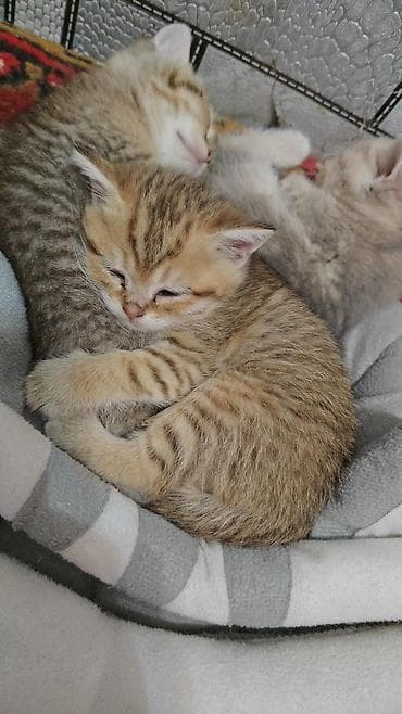 alişan'ın pişiyinin adı: Yaxşı əllərə — 1